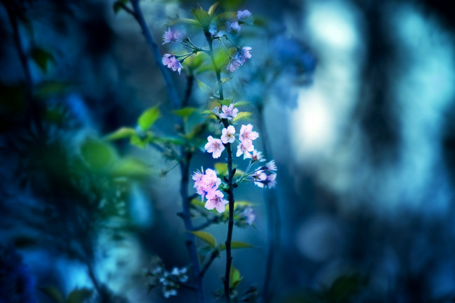 Обои картинки фото цветы, цветущие, деревья, кустарники, ветка