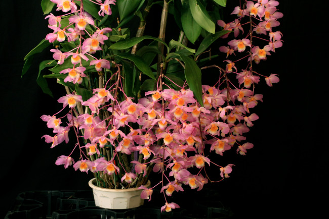 Обои картинки фото цветы, орхидеи