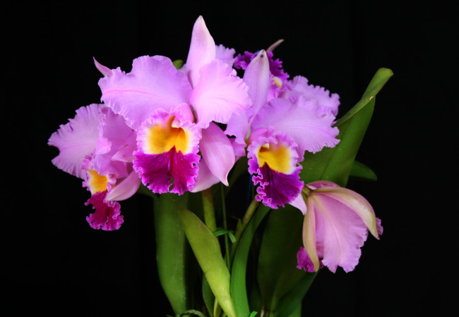 Обои картинки фото цветы, орхидеи