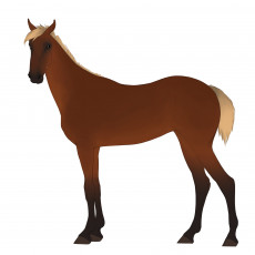 Картинка рисованные животные +лошади лошадь