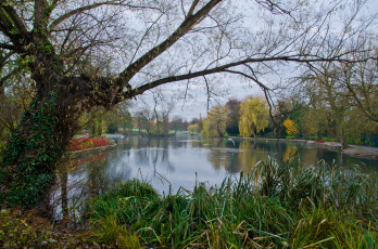 Картинка природа парк лес река осока