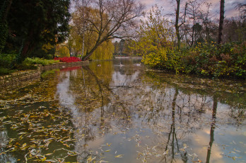 Картинка природа парк лес река водоросли
