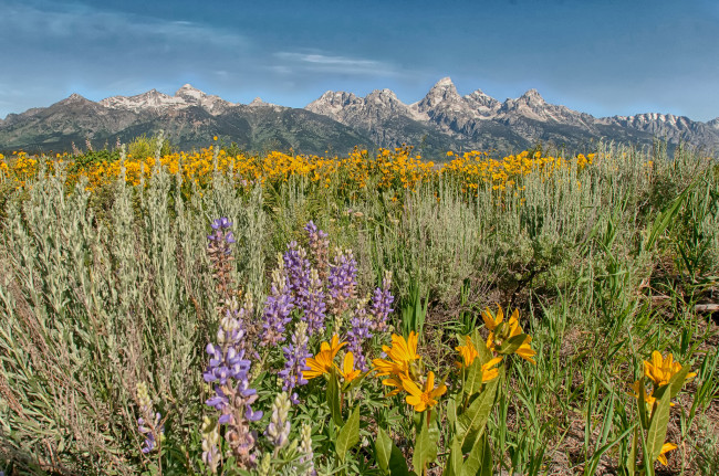 Обои картинки фото природа, луга, цветы, трава, луг, горы