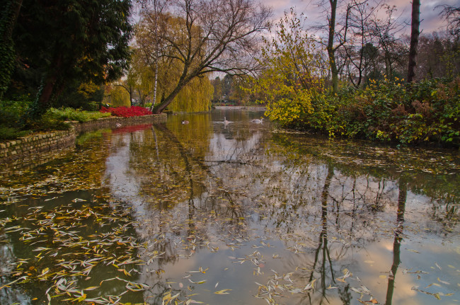 Обои картинки фото природа, парк, лес, река, водоросли