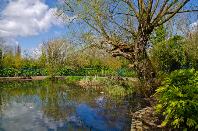 Обои картинки фото природа, реки, озера, деревья, кусты, заводь, река