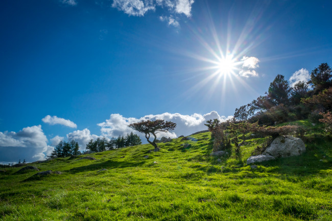Обои картинки фото природа, восходы, закаты, деревья, трава, склон, сияние, солнце