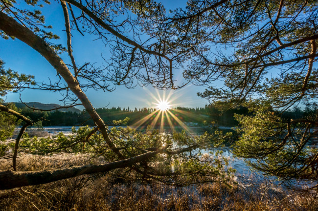 Обои картинки фото природа, восходы, закаты, лес, река, ветки, солнце, сияние