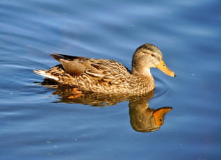 Картинка животные утки утка