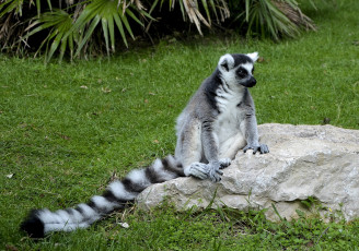 Картинка животные лемуры лемур
