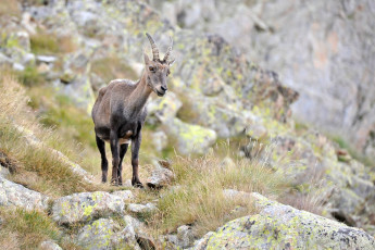 Картинка животные козы горный козел