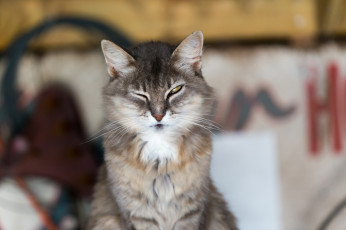 Картинка животные коты фон взгляд кот кошак