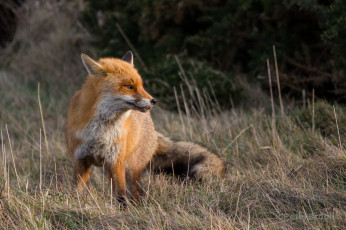 Картинка животные лисы лисичка