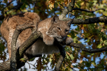 Картинка животные рыси рысь