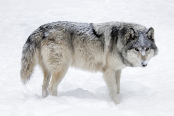 Картинка животные волки +койоты +шакалы волчара