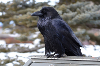 Картинка животные вороны +грачи +галки ворон