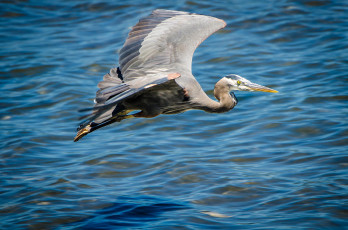 Картинка животные цапли +выпи серая цапля