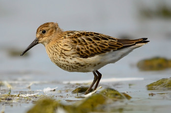 Картинка животные птицы птичка