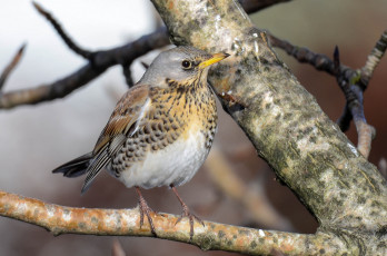 Картинка животные птицы птичка