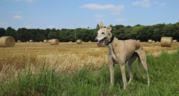 Картинка животные собаки охотничий пес