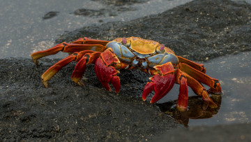 Картинка животные крабы +раки краб