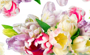 Картинка цветы тюльпаны разноцветный