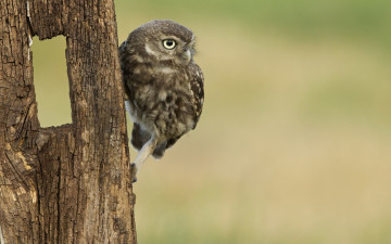 Картинка животные совы взгляд сыч