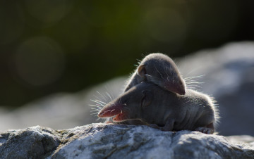 Картинка животные кроты пара малыши кротята