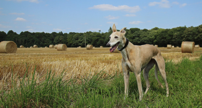 Обои картинки фото животные, собаки, охотничий, пес