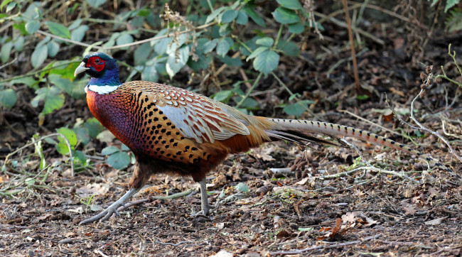 Обои картинки фото животные, фазаны, фазан