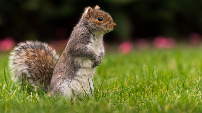 Обои картинки фото животные, белки, белка