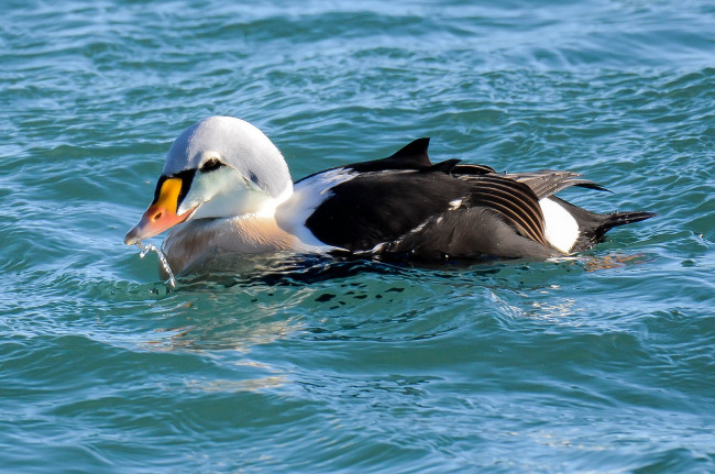 Обои картинки фото животные, утки, утка