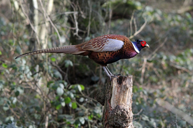 Обои картинки фото животные, фазаны, фазан