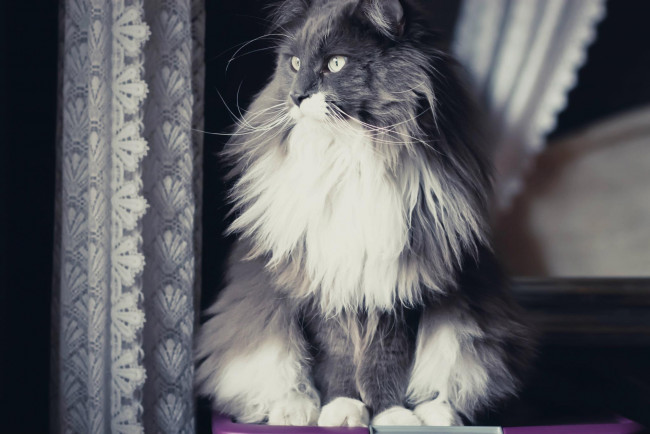 Обои картинки фото животные, коты, усы, взгляд, коте, киса, ушки