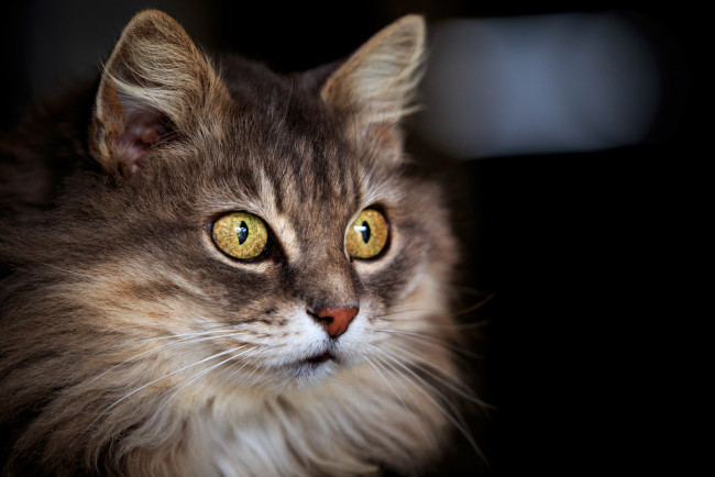 Обои картинки фото животные, коты, взгляд, пушистая, фон, кошак, кот, кошка