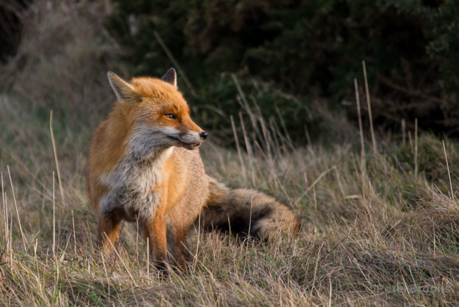 Обои картинки фото животные, лисы, лисичка