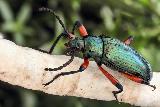 Обои картинки фото животные, насекомые, фон, насекомое, жук, макро