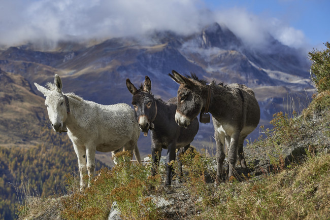 Обои картинки фото животные, ослы, ослики