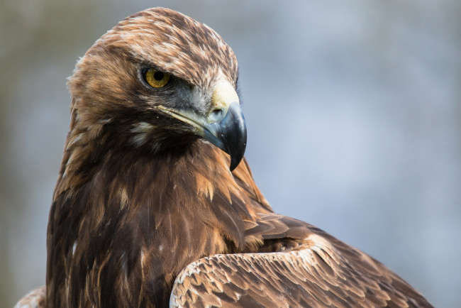 Обои картинки фото животные, птицы - хищники, орел