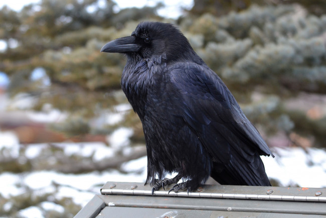 Обои картинки фото животные, вороны,  грачи,  галки, ворон