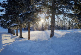 Картинка природа зима снег