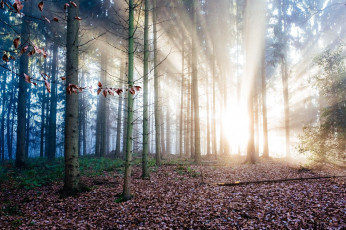 Картинка природа лес небо облака гроза молния юрий коваленко