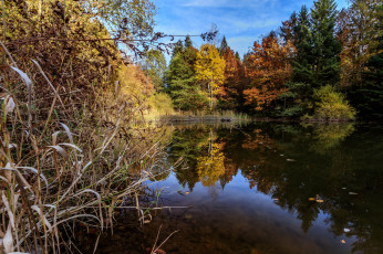 Картинка природа реки озера река лес