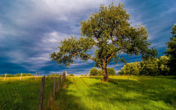 Картинка природа деревья простор