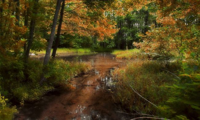 Обои картинки фото природа, лес, чистый, исток, sixten, отражение, речушка