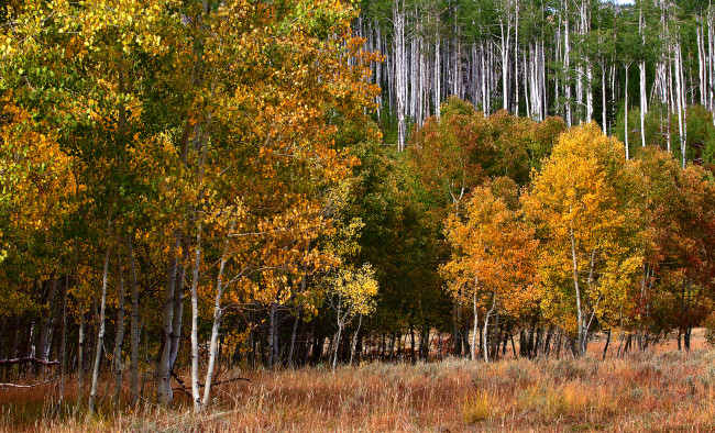 Обои картинки фото природа, лес, осень