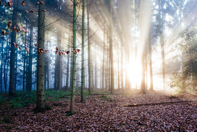 Обои картинки фото природа, лес, небо, облака, гроза, молния, юрий, коваленко