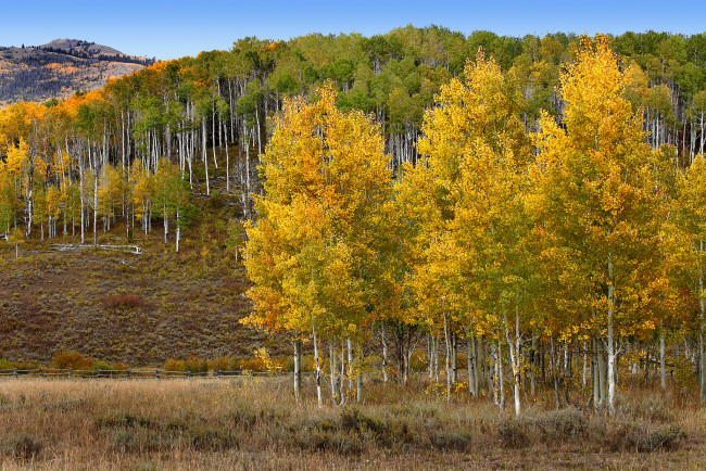 Обои картинки фото природа, лес, осень