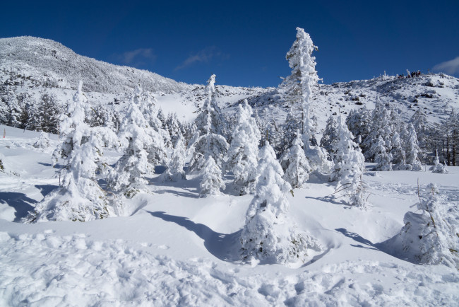 Обои картинки фото природа, зима, снег