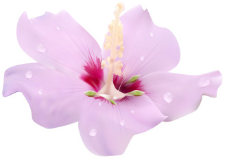 Картинка векторная+графика цветы+ flowers цветы фон лепестки