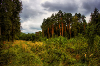 Картинка природа лес простор